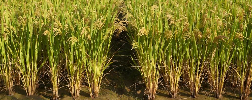 Breakthrough in One-Line Hybrid Rice: Achieving Near-100% Clonal Seed Production with Normal See...