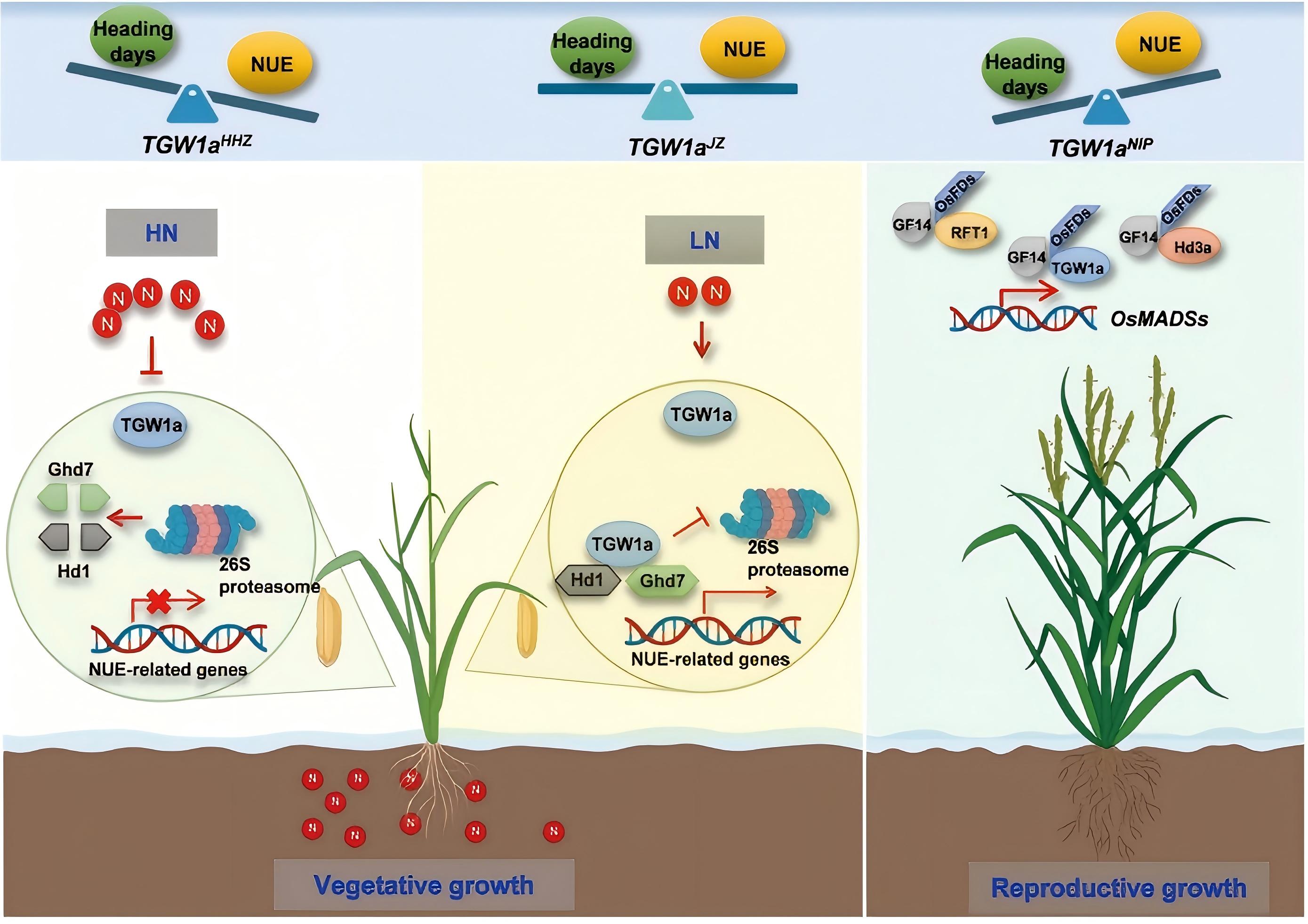 CNRRI Research Published in Science Reveals Genetic Basis for Early Maturity and High Yield in R...