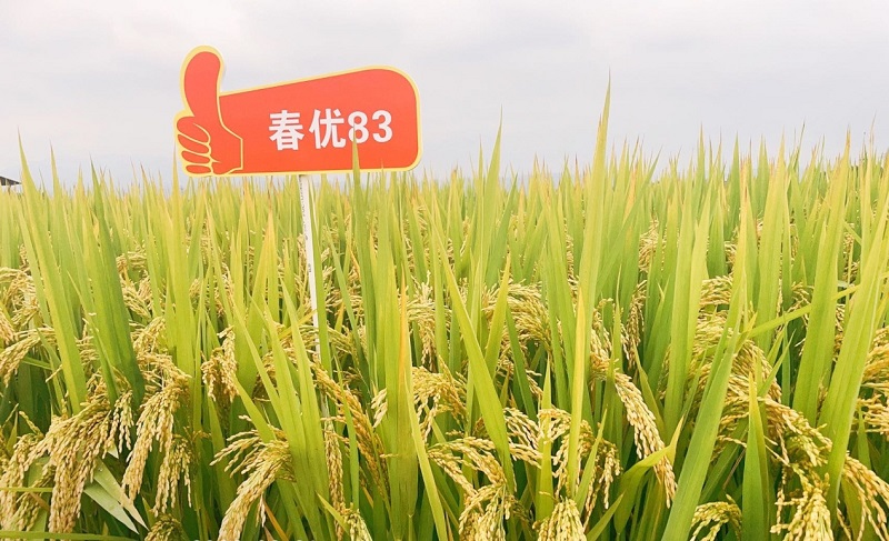 吉农大531水稻新品种图片