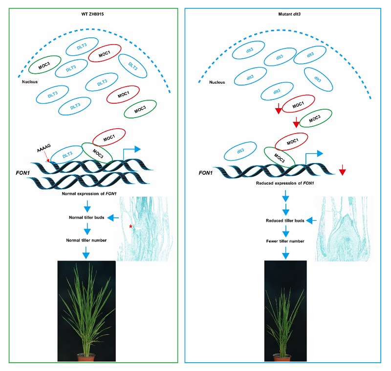 DLT3调控水稻分蘖数目的工作模型2.jpg