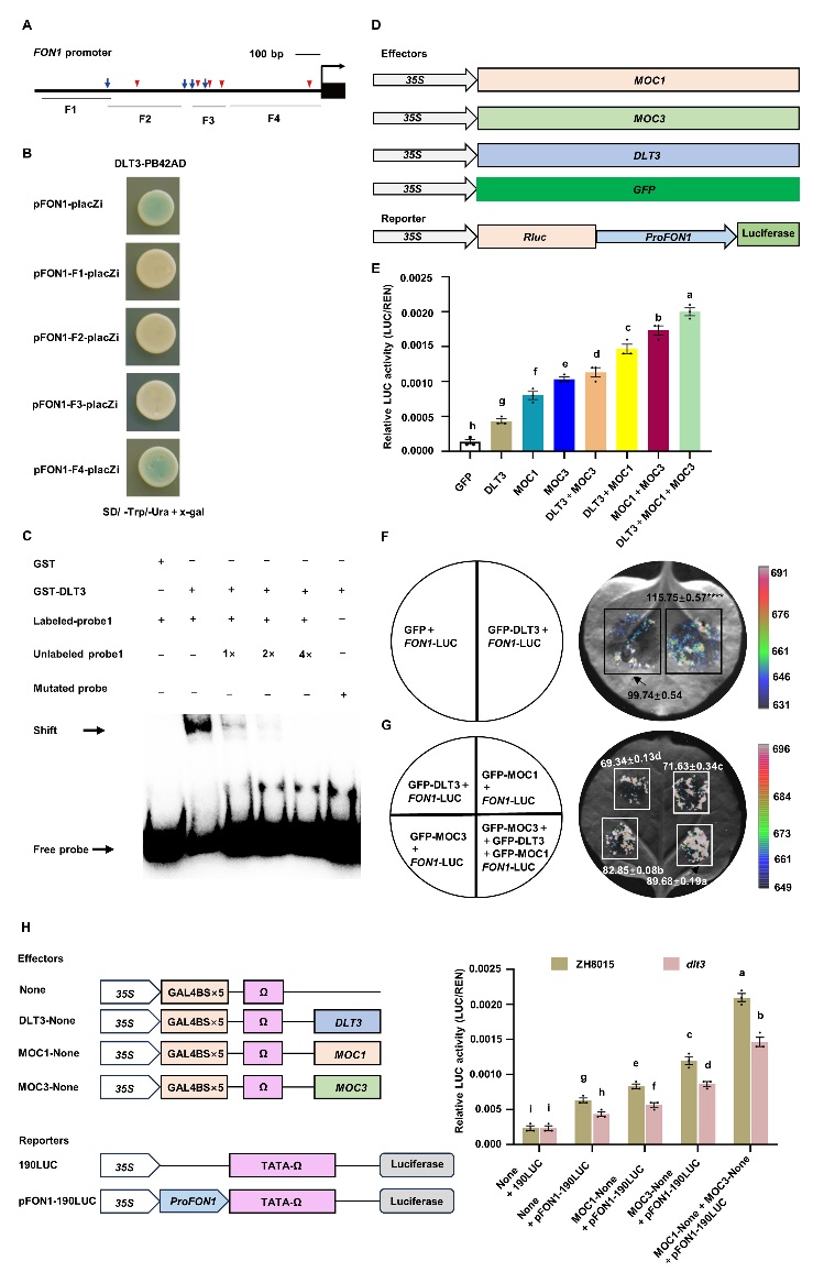 DLT3-MOC3-MOC1复合体结合于FON1启动子上并促进FON1的表达2.jpg