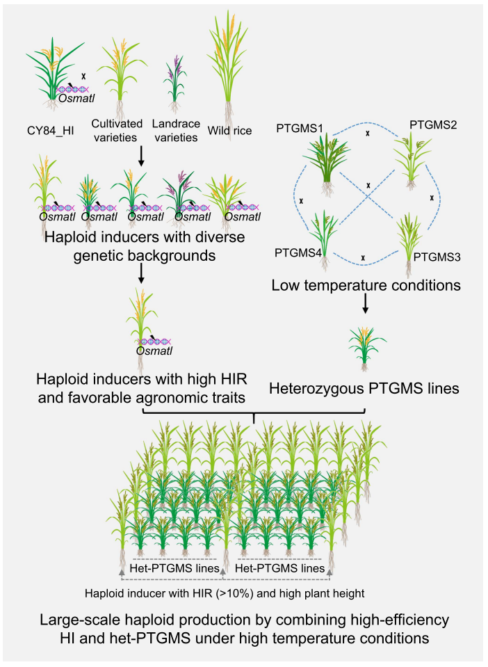 利用高效诱导系HI285规模化生产水稻PTGMS单倍体.png