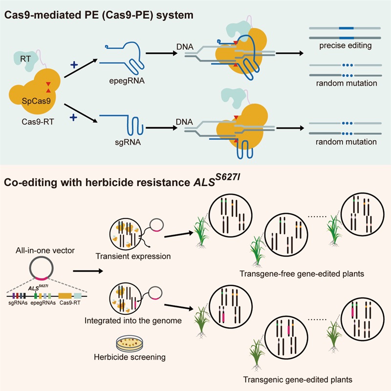 图1：水稻中Cas9-PE系统作用方式及实现T0代无外源转基因成分基因编辑策略111.jpg