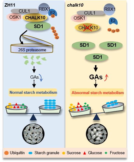 图2. CHALK10-SD1-GA通路调控水稻垩白形成的工作模式图111.jpg