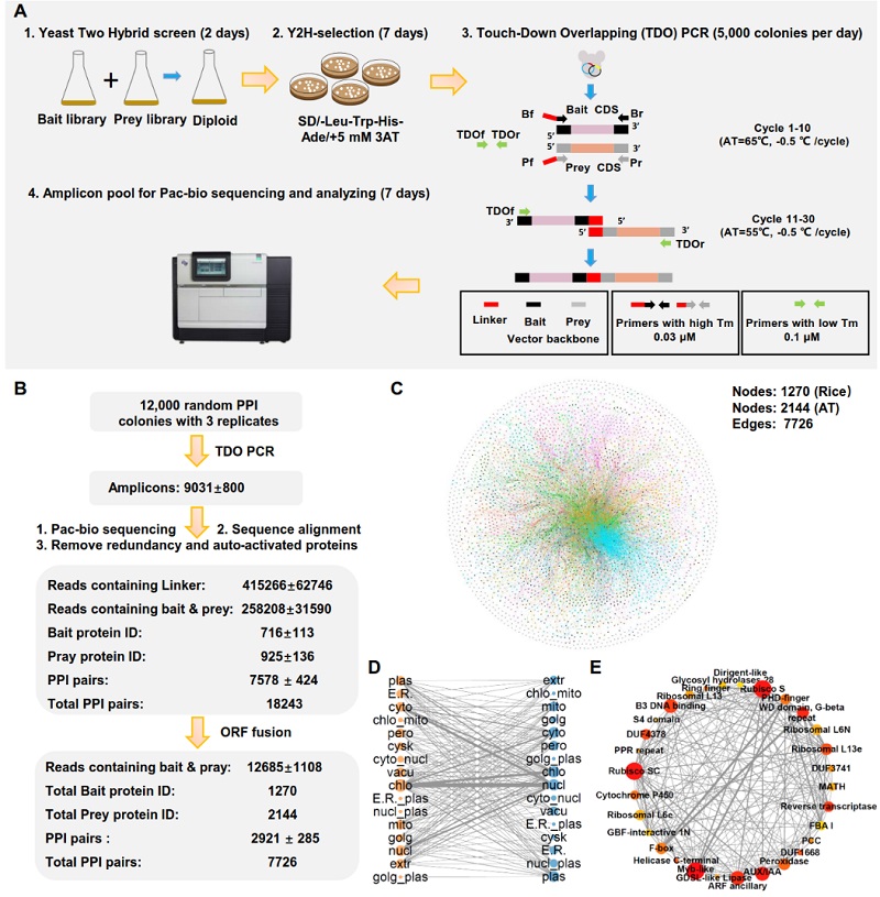图1. TDOP-seq的工作流程及其生物信息学分析11.jpg