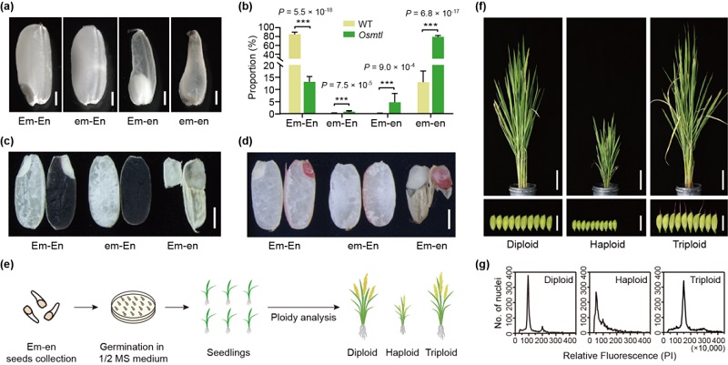 图1 水稻mtl突变体种子类型及单倍体、二倍体和三倍体鉴定111.jpg