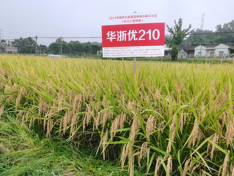 华浙优210-1 (1).jpg