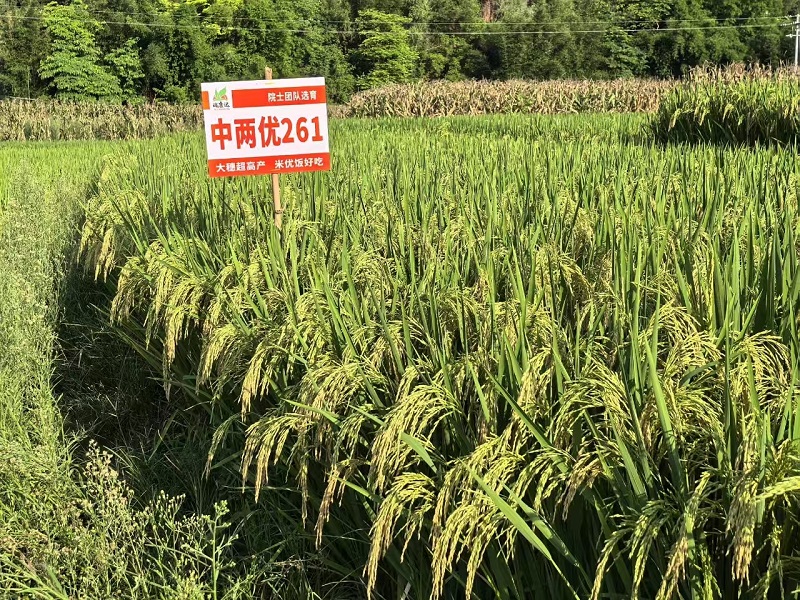 “中767S”配组新品种“中两优261”田间表现.jpg