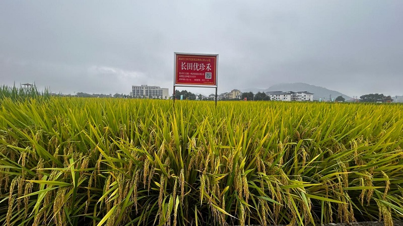 图1：长田优珍禾.jpg