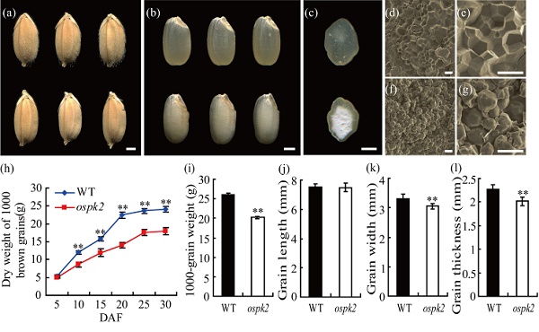 科技创新进展:发现在水稻胚乳淀粉合成中起重要作用的基因